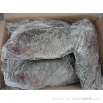 Frozen Whole Round Gutted And Scaled Fish Tilapia